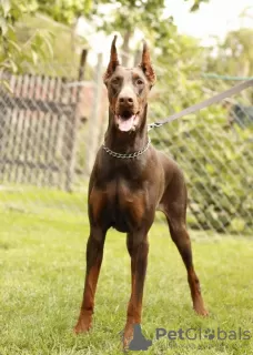 Photo №4. Je vais vendre dobermann en ville de Belgrade. éleveur - prix - négocié