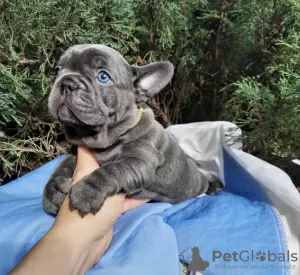 Photo №1. bouledogue - à vendre en ville de Genève | 400€ | Annonce №44894