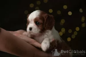 Photos supplémentaires: Chiots Cavalier King Charles Spaniel