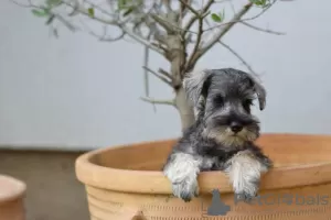 Photos supplémentaires: Poivre et sel de Schnauzer nain