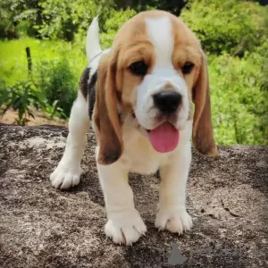 Photo №2 de l'annonce № 128334 de la vente beagle - acheter à Allemagne annonce privée