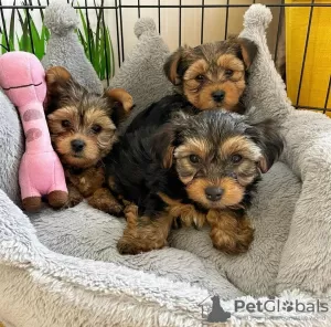 Photo №1. yorkshire terrier - à vendre en ville de Berlin | négocié | Annonce №119709