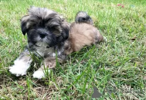 Photo №1. shih tzu - à vendre en ville de Tampa | Gratuit | Annonce №99901