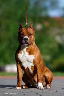 Photos supplémentaires: Le chenil propose des chiots chics pour l'American Staffordshire Terrier!