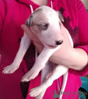 Photos supplémentaires: Chiots lévriers russes de chenil