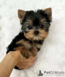 Photo №1. yorkshire terrier - à vendre en ville de Orlando | Gratuit | Annonce №11724