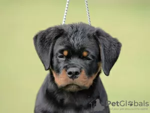 Photo №1. rottweiler - à vendre en ville de Нови Сад | négocié | Annonce №70599