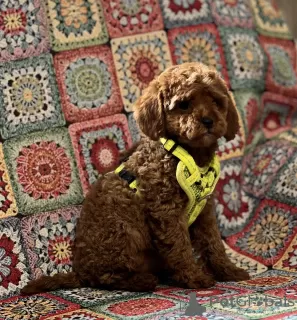 Photos supplémentaires: Chiots caniches jouets