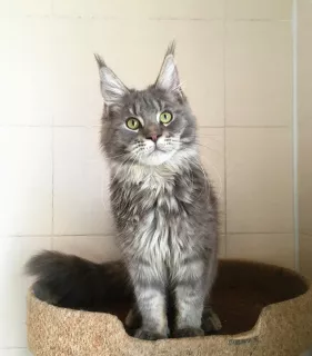 Photos supplémentaires: Le chaton Maine Coon est prêt à bouger