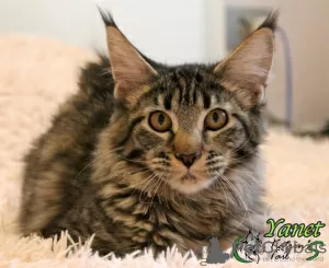 Photo №4. Je vais vendre maine coon en ville de Saint-Pétersbourg. annonce privée, de la fourrière, éleveur - prix - 342€