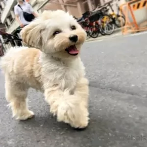 Photo №4. Je vais vendre bichon maltais en ville de Sydney. annonce privée - prix - 400€