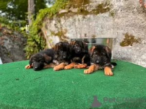 Photo №2 de l'annonce № 118701 de la vente berger allemand - acheter à Allemagne annonce privée