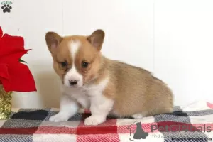 Photo №1. welsh corgi - à vendre en ville de East Texas | 672€ | Annonce №63529