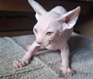 Photos supplémentaires: Trois garçons Sphynx recherchent une famille.