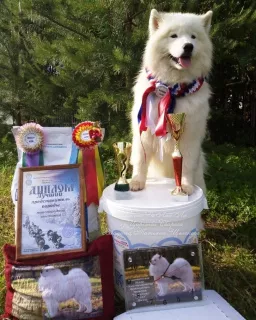 Photos supplémentaires: Chiots de Champions des expositions et des sports