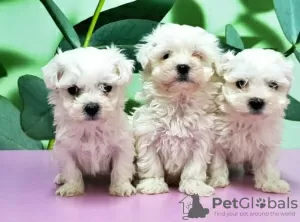 Photo №1. bichon maltais - à vendre en ville de Paris | négocié | Annonce №40423