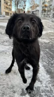 Photo №3. Anfisa, handicapée (à trois pattes), cherche un foyer !. Fédération de Russie