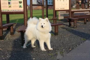 Photos supplémentaires: Chiots Samoyèdes