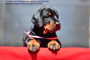 Photo №2 de l'annonce № 2524 de la vente dobermann - acheter à Fédération de Russie de la fourrière