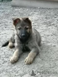 Photos supplémentaires: Chiots berger allemand