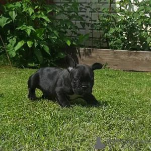 Photos supplémentaires: chiots bouledogue francais a vendre