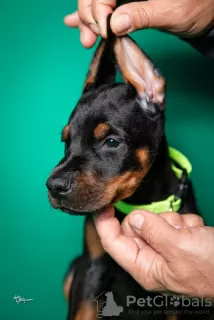 Photos supplémentaires: Chiots Dobermann