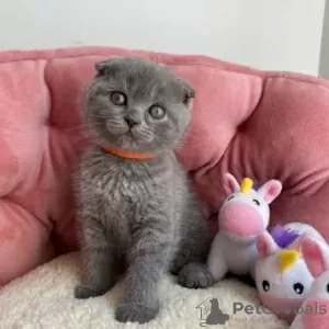 Photo №1. scottish fold - à vendre en ville de Essen | Gratuit | Annonce № 128878