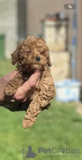 Photo №1. caniche (jouet) - à vendre en ville de Inđija | négocié | Annonce №99109