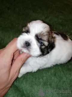 Photo №4. Je vais vendre lhassa apso, shih tzu en ville de Riga. annonce privée, de la fourrière, éleveur - prix - 600€