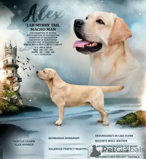 Photo №1. labrador retriever - à vendre en ville de Рупя | négocié | Annonce №88054