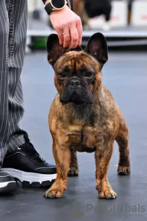 Photo №1. bouledogue - à vendre en ville de Lidosta 