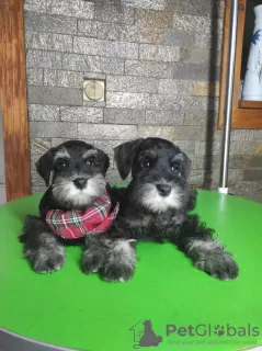 Photo №1. schnauzer miniature - à vendre en ville de Leskovac | négocié | Annonce №65931