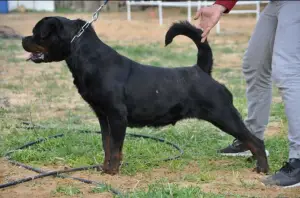 Photo №2 de l'annonce № 4913 de la vente rottweiler - acheter à Algérie éleveur