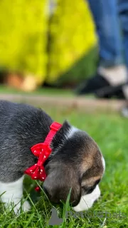 Photos supplémentaires: Chiots d'élite de parents titrés