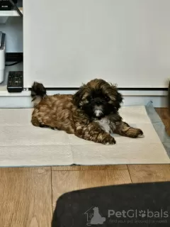 Photo №1. shih tzu - à vendre en ville de Daytona Beach | 284€ | Annonce №82237