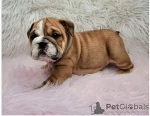 Photo №1. bulldog anglais - à vendre en ville de Heidelberg | Gratuit | Annonce №95910