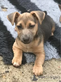 Photo №1. jack russell terrier - à vendre en ville de Покров | négocié | Annonce №10625