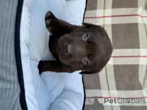 Photo №1. labrador retriever - à vendre en ville de Nuremberg | 550€ | Annonce №122790