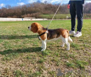 Photo №1. beagle - à vendre en ville de Koceljeva | négocié | Annonce №128607