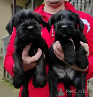 Photo №4. Je vais vendre schnauzer géant en ville de Kruševac.  - prix - négocié