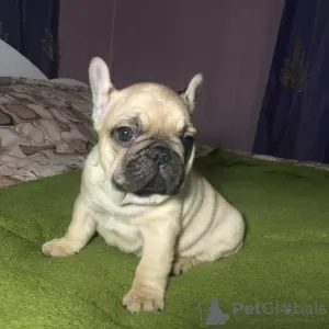 Photo №4. Je vais vendre bouledogue en ville de Нежин.  - prix - 328€