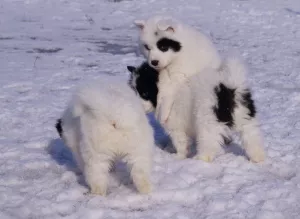 Photos supplémentaires: chiots husky yakut