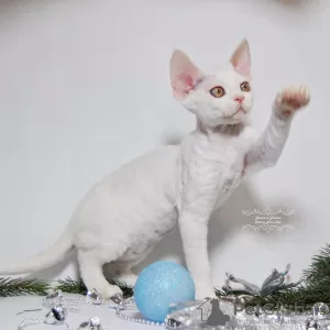 Photo №4. Je vais vendre devon rex en ville de Москва. éleveur - prix - 1041€