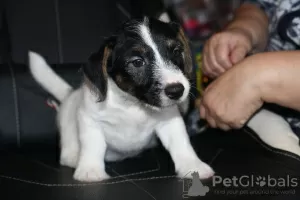 Photo №2 de l'annonce № 26903 de la vente jack russell terrier - acheter à Fédération de Russie de la fourrière