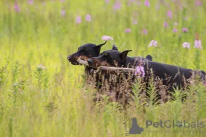 Photos supplémentaires: Chiots Dobermann - Dan Smile Helgi et Adal Eskae Vangard, nés le 25.08.2020.