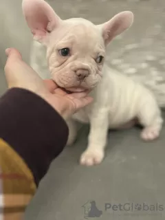 Photo №1. bouledogue - à vendre en ville de San Francisco | 329€ | Annonce №128735