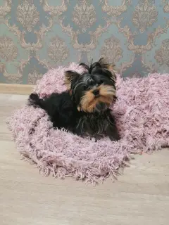 Photo №1. yorkshire terrier - à vendre en ville de Minsk | 454€ | Annonce №3863