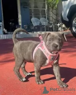 Photo №1. american pit bull terrier - à vendre en ville de Lisbon | négocié | Annonce №126885