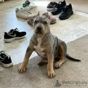 Photo №1. american pit bull terrier - à vendre en ville de Jordbro | négocié | Annonce №56105