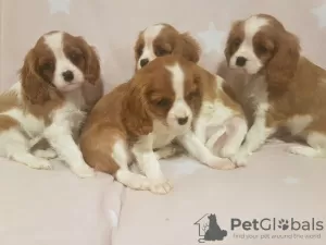 Photo №1. cavalier king charles spaniel - à vendre en ville de Нант | 400€ | Annonce №12292